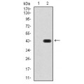 anti-HYAL1 antibody (Hyaluronidase-1) (N-Term)