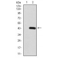 anti-HYAL1 antibody (Hyaluronidase-1) (N-Term)