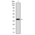 anti-HYAL1 antibody (Hyaluronidase-1) (N-Term)