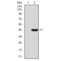 anti-HYAL1 antibody (Hyaluronidase-1) (N-Term)