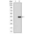 anti-HYAL1 antibody (Hyaluronidase-1) (N-Term)