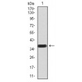 anti-HYAL1 antibody (Hyaluronidase-1) (N-Term)