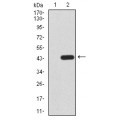 anti-HYAL1 antibody (Hyaluronidase-1) (N-Term)