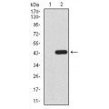 anti-HYAL1 antibody (Hyaluronidase-1) (N-Term)