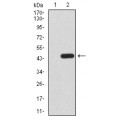anti-HYAL1 antibody (Hyaluronidase-1) (N-Term)