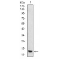 anti-HYAL1 antibody (Hyaluronidase-1) (N-Term)