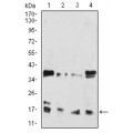 anti-HYAL1 antibody (Hyaluronidase-1) (N-Term)