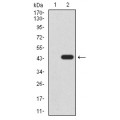 anti-HYAL1 antibody (Hyaluronidase-1) (N-Term)