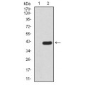 anti-HYAL1 antibody (Hyaluronidase-1) (N-Term)