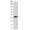 anti-HYAL1 antibody (Hyaluronidase-1) (N-Term)