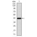 anti-HYAL1 antibody (Hyaluronidase-1) (N-Term)