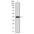 anti-HYAL1 antibody (Hyaluronidase-1) (N-Term)