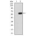 anti-HYAL1 antibody (Hyaluronidase-1) (N-Term)