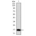 anti-HYAL1 antibody (Hyaluronidase-1) (N-Term)