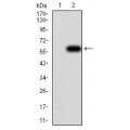 anti-HYAL1 antibody (Hyaluronidase-1) (N-Term)