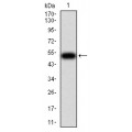 anti-HYAL1 antibody (Hyaluronidase-1) (N-Term)