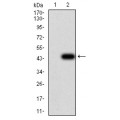 anti-HYAL1 antibody (Hyaluronidase-1) (N-Term)