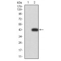 anti-HYAL1 antibody (Hyaluronidase-1) (N-Term)