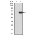 anti-HYAL1 antibody (Hyaluronidase-1) (N-Term)