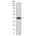 anti-HYAL1 antibody (Hyaluronidase-1) (N-Term)