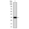 anti-HYAL1 antibody (Hyaluronidase-1) (N-Term)