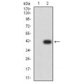 anti-HYAL1 antibody (Hyaluronidase-1) (N-Term)