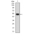 anti-HYAL1 antibody (Hyaluronidase-1) (N-Term)