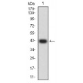 anti-HYAL1 antibody (Hyaluronidase-1) (N-Term)