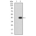 anti-HYAL1 antibody (Hyaluronidase-1) (N-Term)