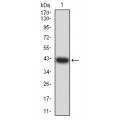anti-HYAL1 antibody (Hyaluronidase-1) (N-Term)