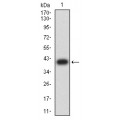 anti-HYAL1 antibody (Hyaluronidase-1) (N-Term)