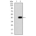 anti-HYAL1 antibody (Hyaluronidase-1) (N-Term)