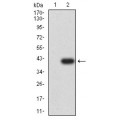 anti-HYAL1 antibody (Hyaluronidase-1) (N-Term)