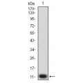 anti-HYAL1 antibody (Hyaluronidase-1) (N-Term)