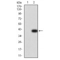 anti-HYAL1 antibody (Hyaluronidase-1) (N-Term)