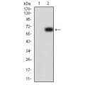 anti-HYAL1 antibody (Hyaluronidase-1) (N-Term)