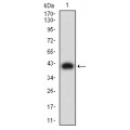 anti-HYAL1 antibody (Hyaluronidase-1) (N-Term)