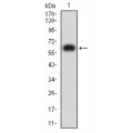 anti-HYAL1 antibody (Hyaluronidase-1) (N-Term)