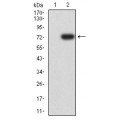 anti-HYAL1 antibody (Hyaluronidase-1) (N-Term)