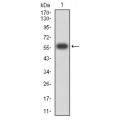 anti-HYAL1 antibody (Hyaluronidase-1) (N-Term)