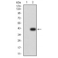 anti-HYAL1 antibody (Hyaluronidase-1) (N-Term)