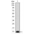 anti-HYAL1 antibody (Hyaluronidase-1) (N-Term)