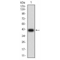 anti-HYAL1 antibody (Hyaluronidase-1) (N-Term)