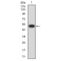 anti-HYAL1 antibody (Hyaluronidase-1) (N-Term)