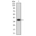 anti-HYAL1 antibody (Hyaluronidase-1) (N-Term)