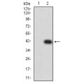 anti-HYAL1 antibody (Hyaluronidase-1) (N-Term)