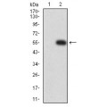 anti-HYAL1 antibody (Hyaluronidase-1) (N-Term)