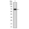 anti-HYAL1 antibody (Hyaluronidase-1) (N-Term)