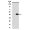 anti-HYAL1 antibody (Hyaluronidase-1) (N-Term)