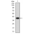 anti-HYAL1 antibody (Hyaluronidase-1) (N-Term)